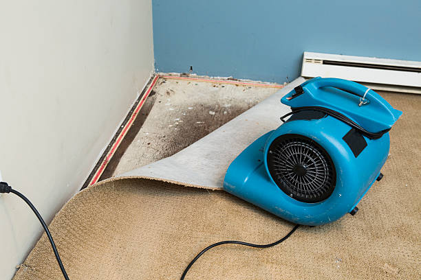 Best Carpet water damage restoration  in White Sulphur Springs, WV
